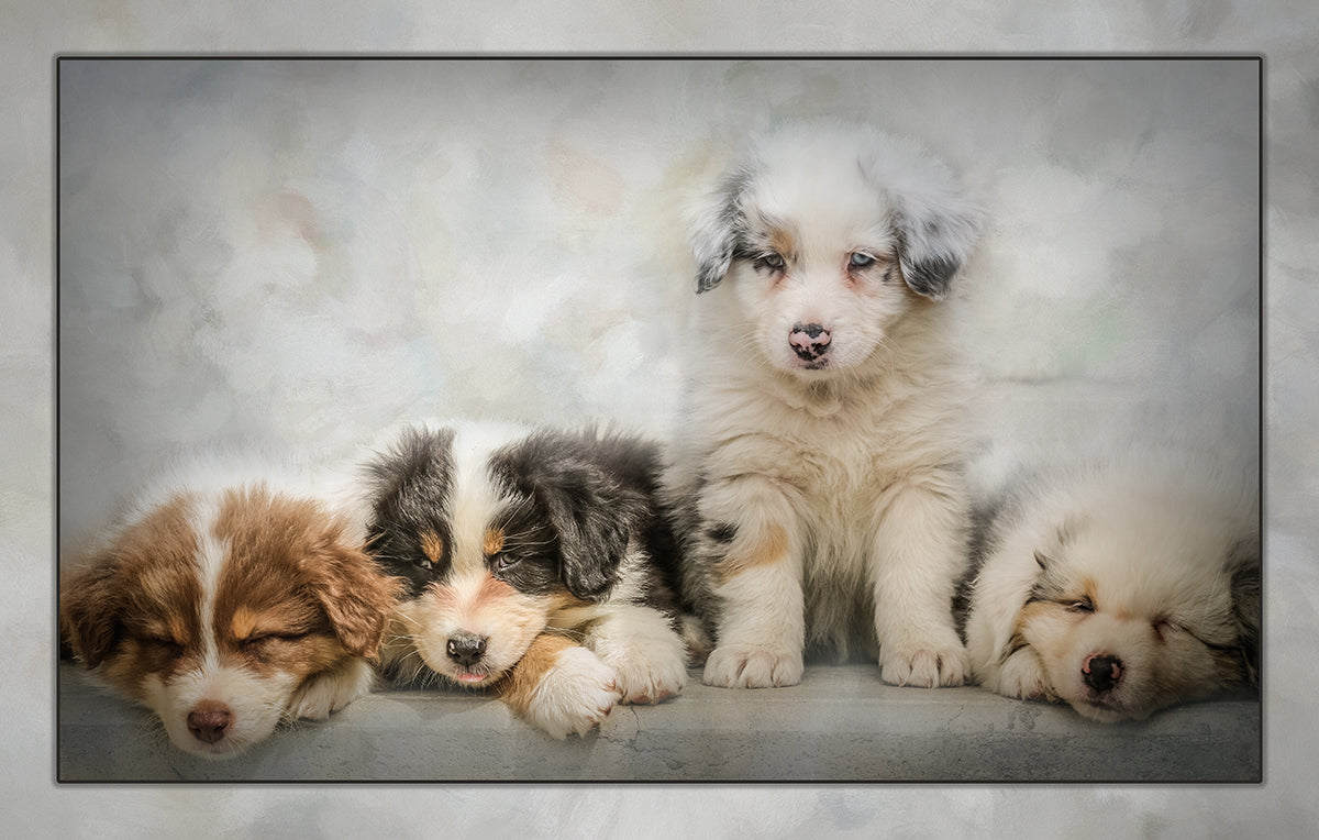 Puppy Cuteness Overload Fabric Panel - ADP-001C