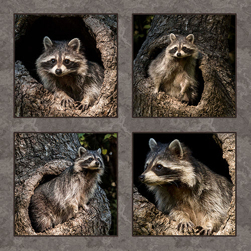Four Baby Raccoons Fabric Panel - ANW-057C