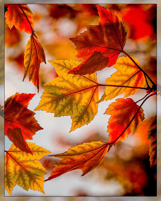 Red and Gold Fabric Panel - SFC-014C