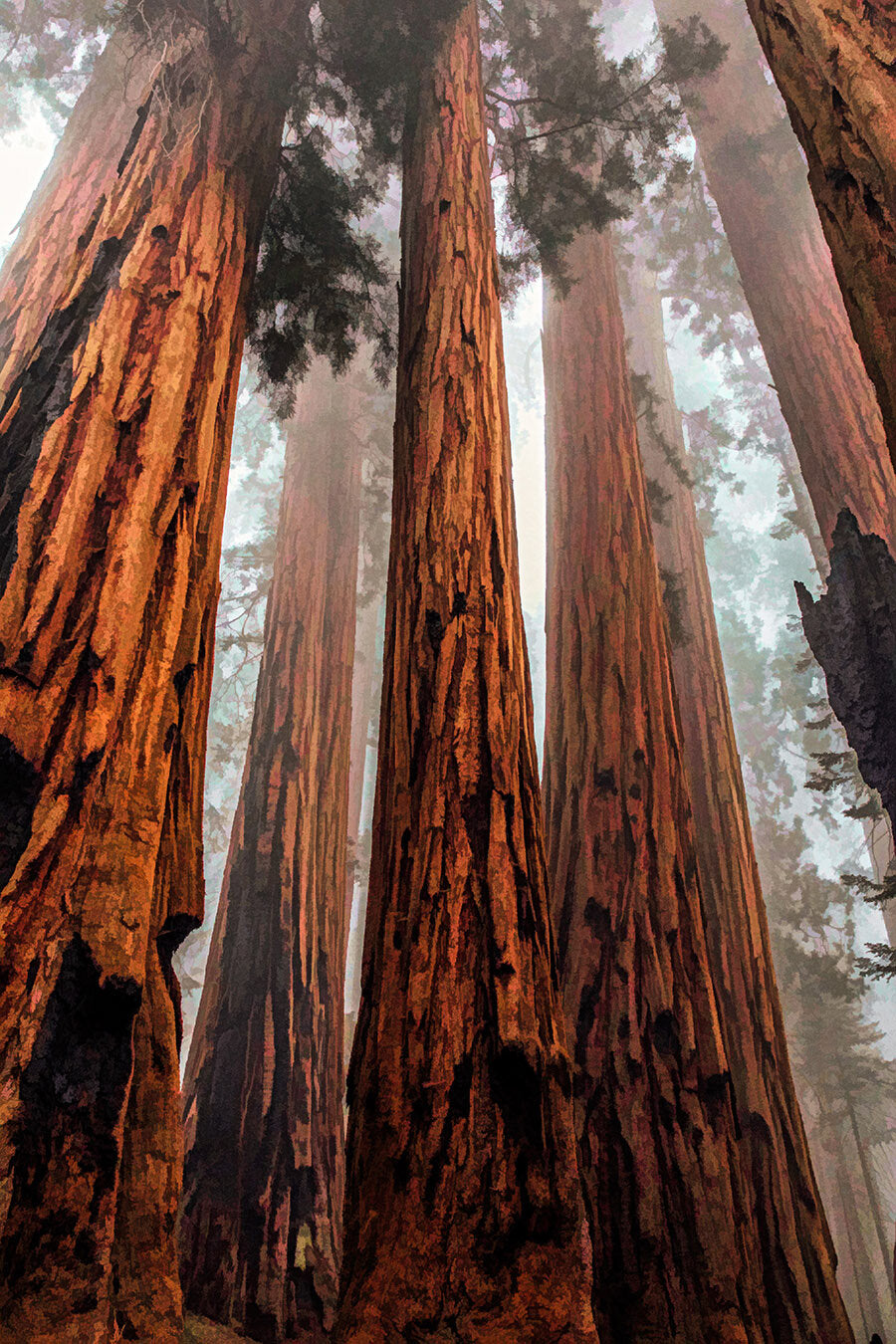 Large Redwood National Park Fabric Panel - NPC-015