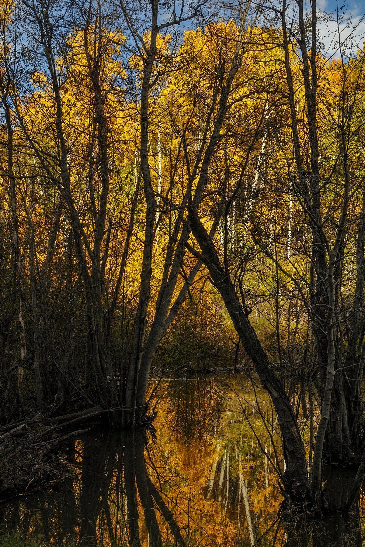 Aspen Fall Color Fabric Panel - SFC-001C