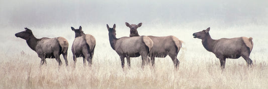 Row of Cow Elk in Fog Fabric Panel - ANW-003C