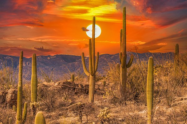 Saguaro Moon Fabric Panel - DCS-010C