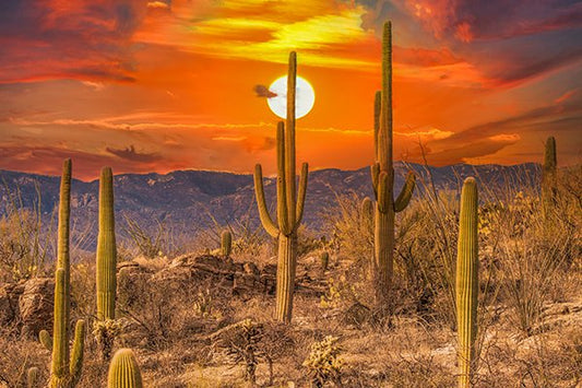 Saguaro Moon Fabric Panel - DCS-010C