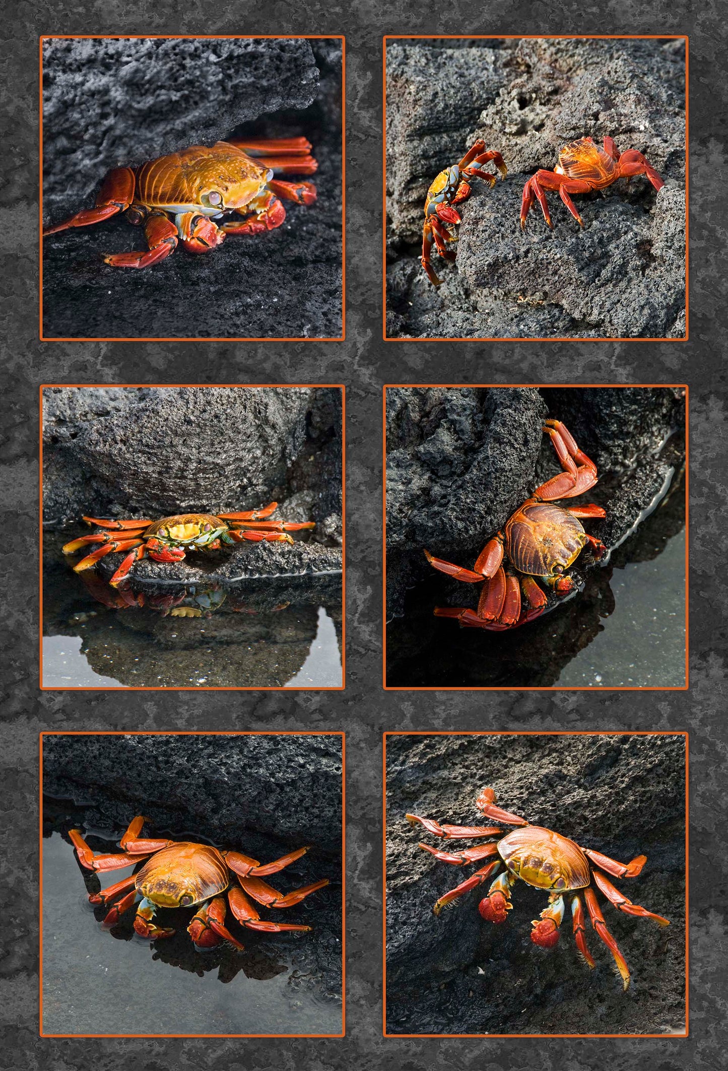 Sally Lightfoot Crab Fabric Panel - OCE-021C