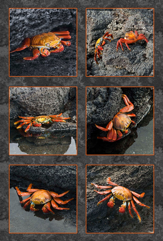 Sally Lightfoot Crab Fabric Panel - OCE-021C