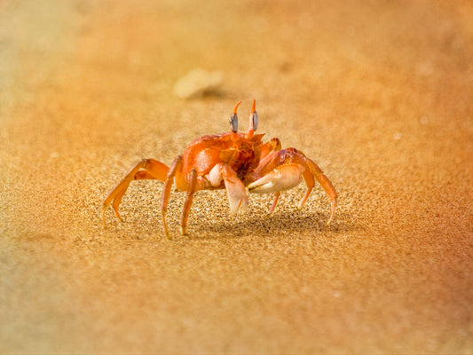 Sand Fiddler Crab Fabric Panel - OCE-020C