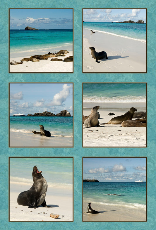 Sea Lions on the Beach Fabric Panel - OCE-002C