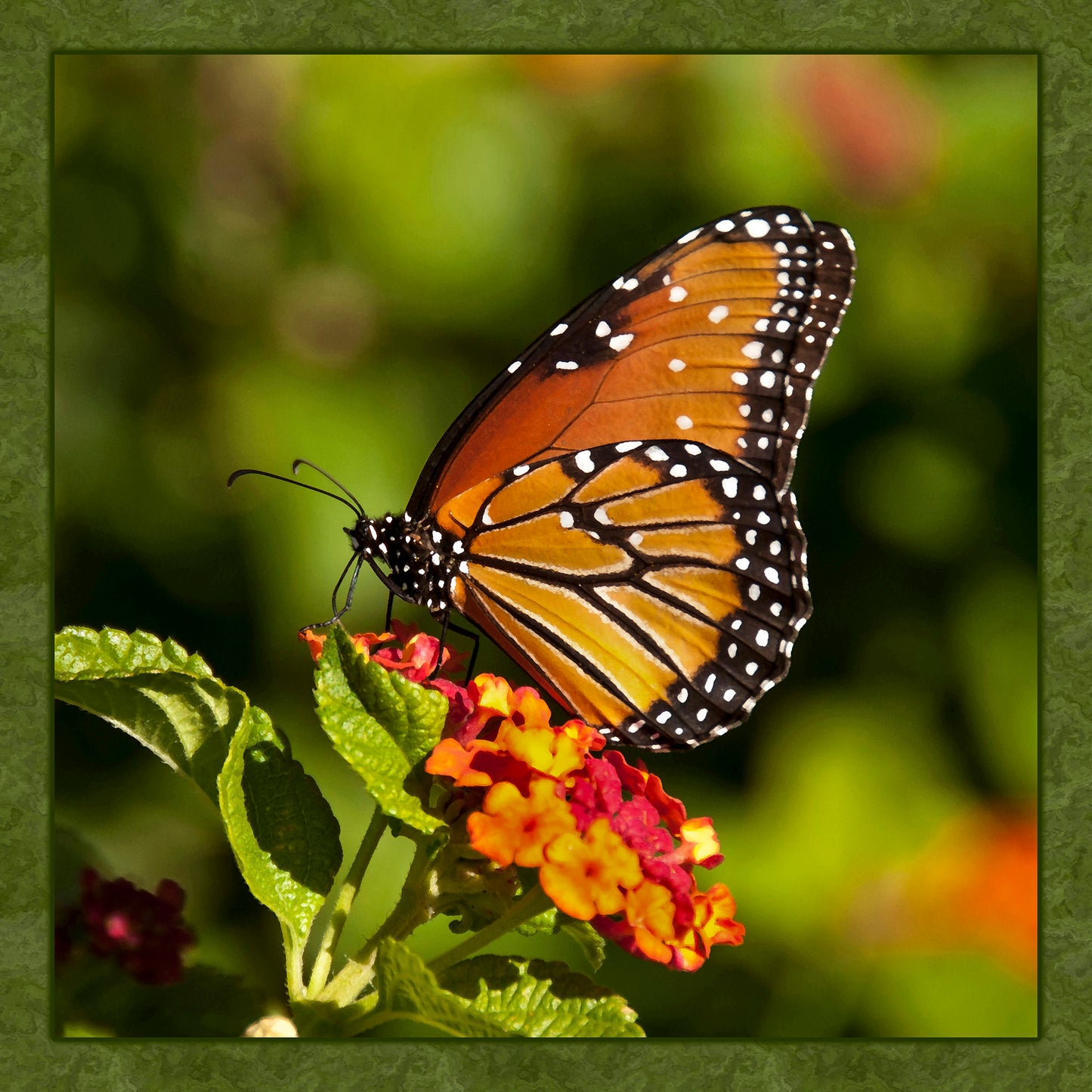 Fun Size Single Monarch Butterfly Fabric Panel - FUN-012