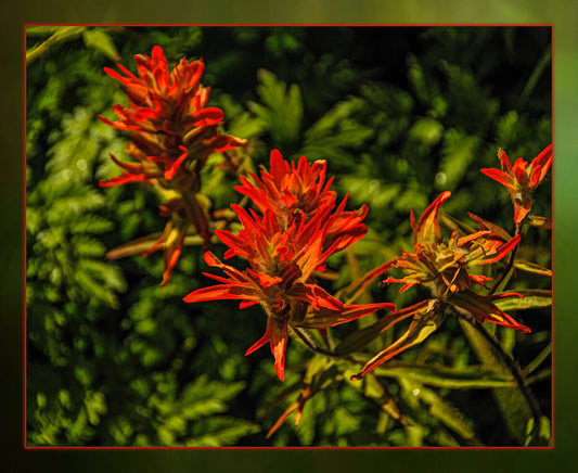 Single Indian Paintbrush Fabric Panel - FLR-022C