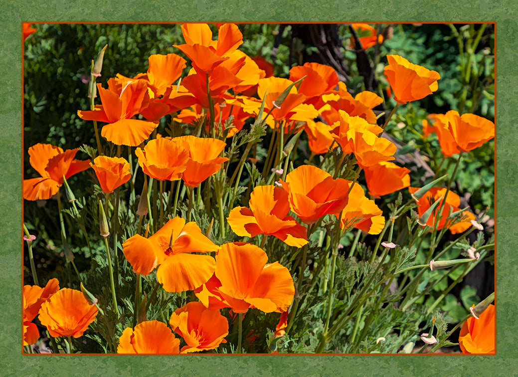 California Poppies Single Fabric Panel - FLR-015C
