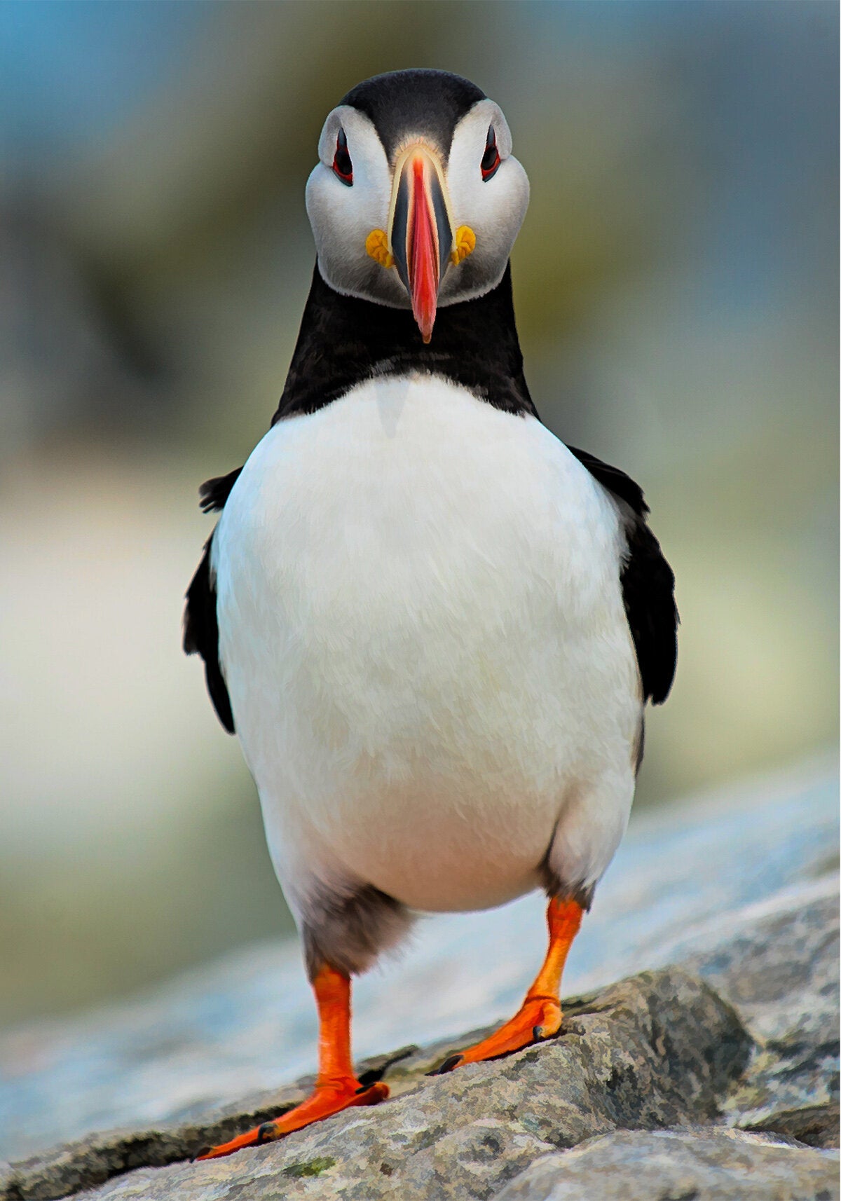Single Puffin Fabric Panel - BLB-020C