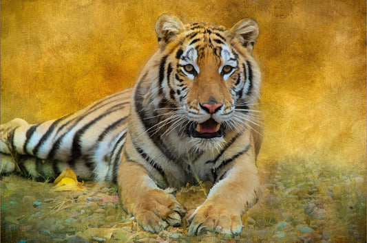 Siberian Tiger Fabric Panel - AWC-010C