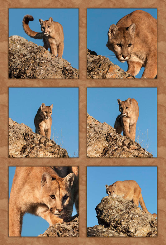Six Mountain Lions Fabric Panel - AWC-012C