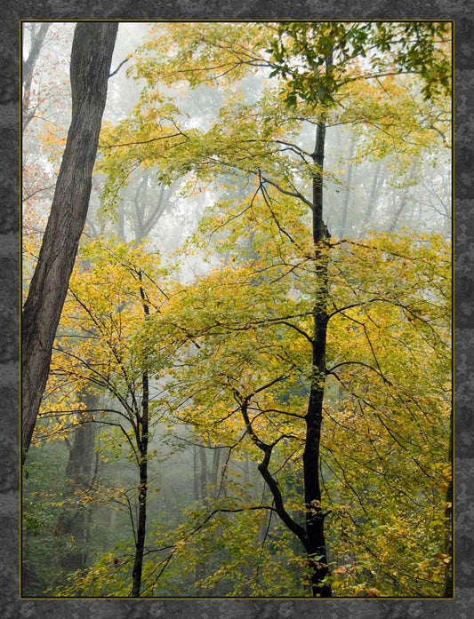 Smoky Mountain National Park in Fall Fabric Panel - NPSM-003C