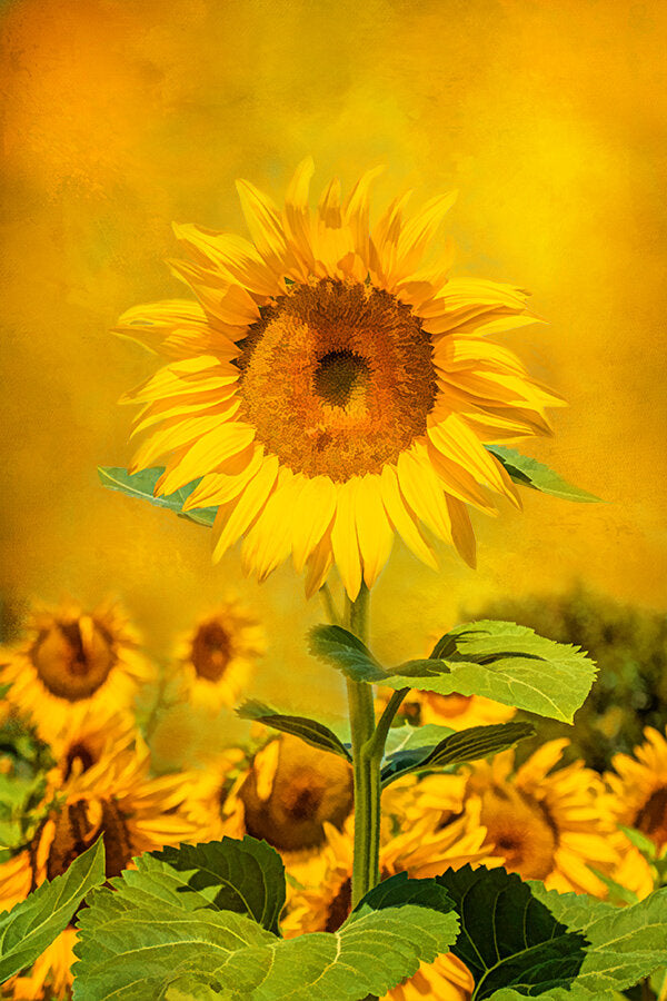 Solitary Sunflower Fabric Panel - FLR-028C