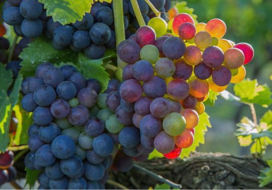 Sunlit Grapes on the Vine Fabric Panel - FAV-002C