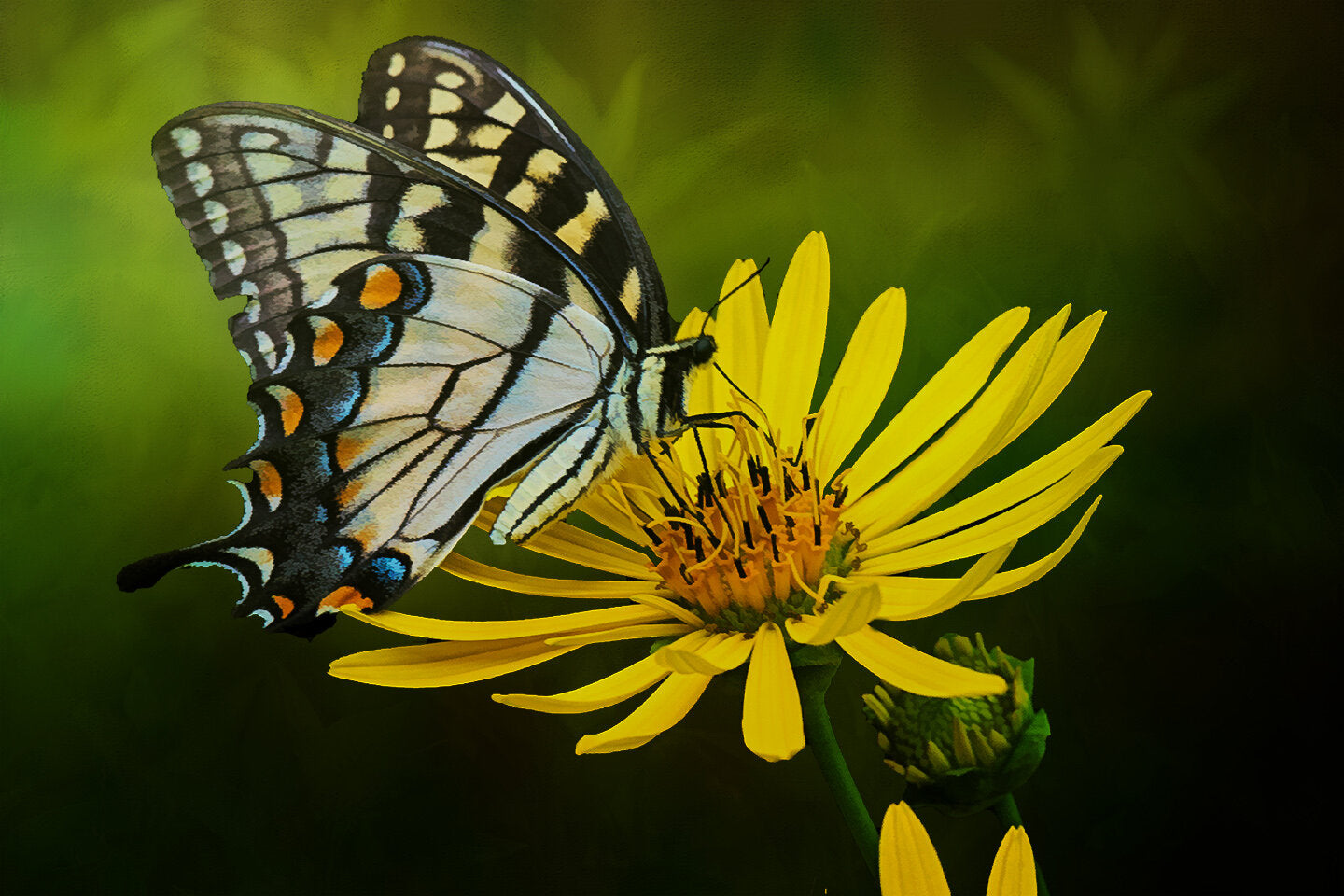 Swallowtail on Daisy Fabric Panel - BRM-005C