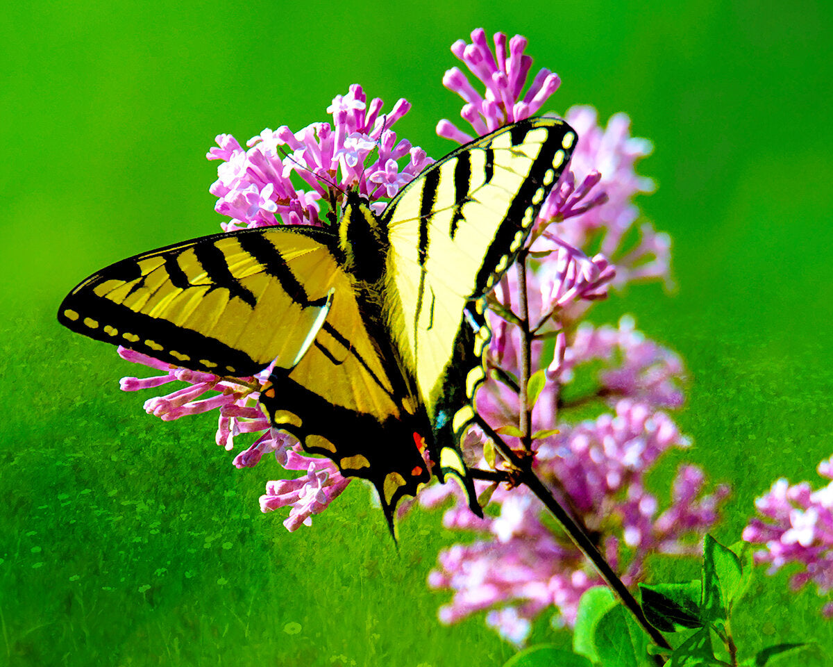 Swallowtail on Pink Fabric Panel - BRM-010C