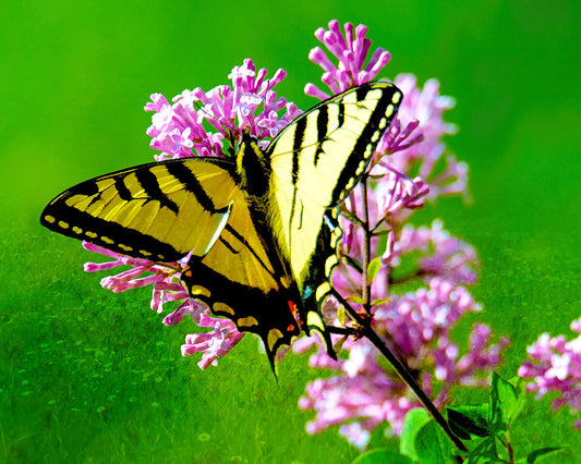 Swallowtail on Pink Fabric Panel - BRM-010C