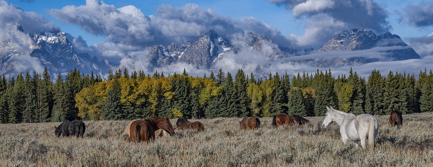 Teton Horse Panorama Fabric Panel - AHS-035C