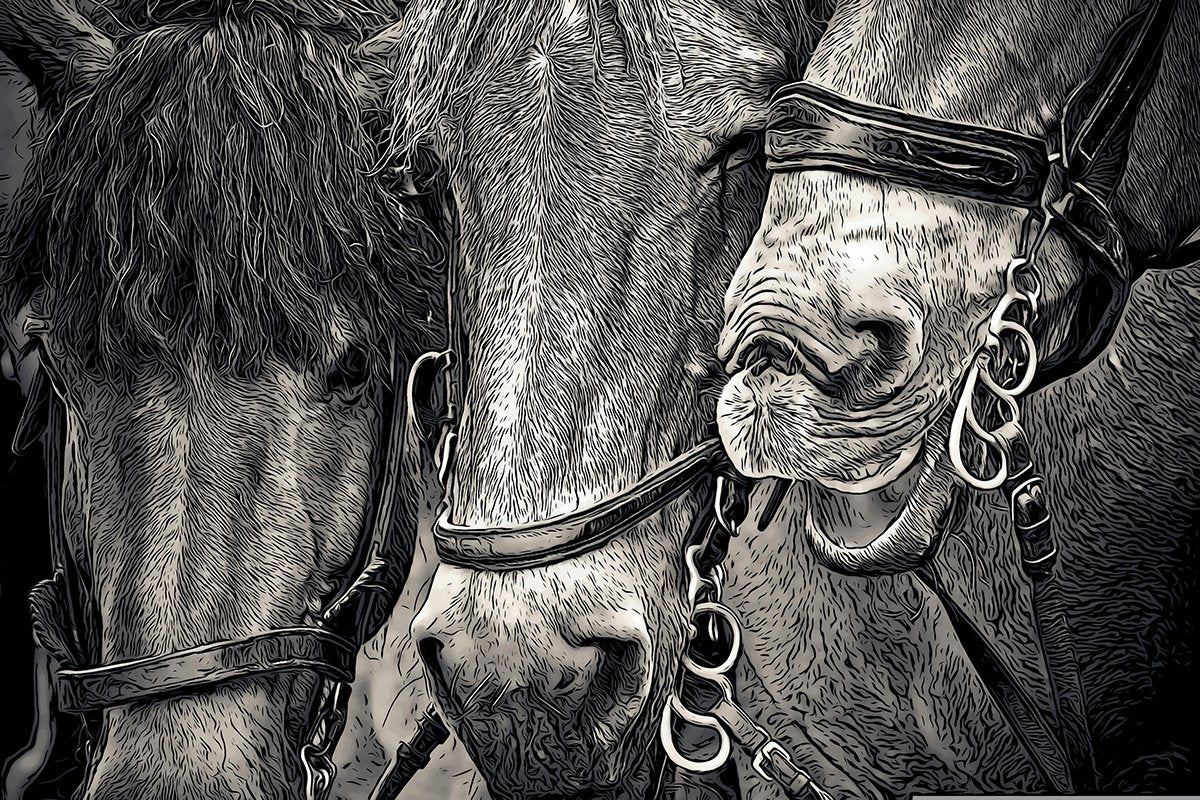 Pencil Sketch Horses Fabric Panel - AHS-026C