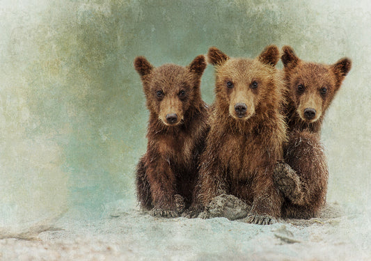 Grizzly Cub Tripletts Fabric Panel - ANW-042C