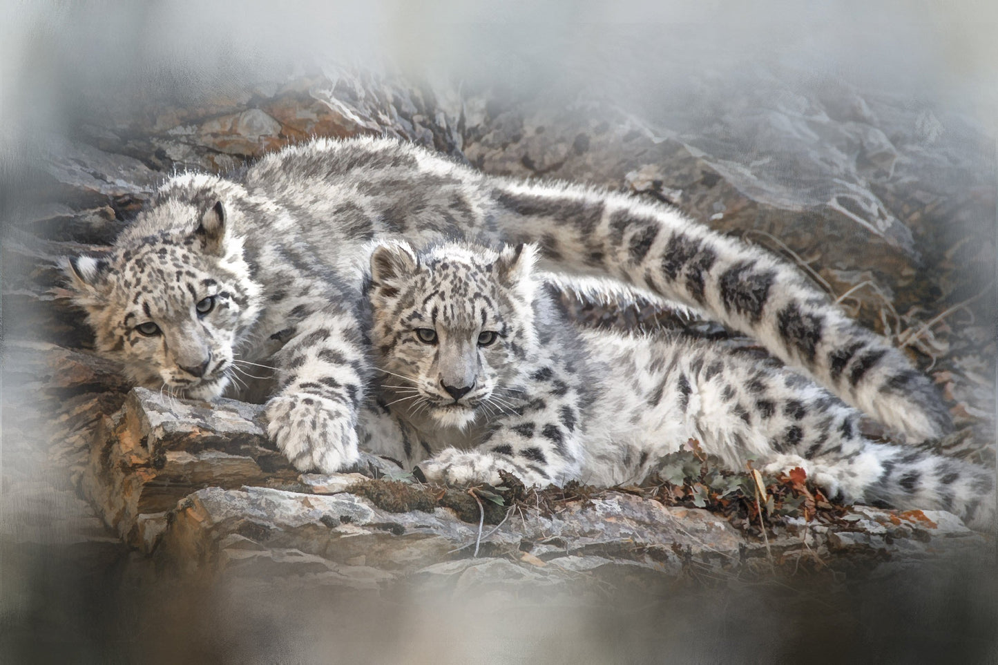 Lounging Snow Leopard Twins Fabric Panel - AWC-005C