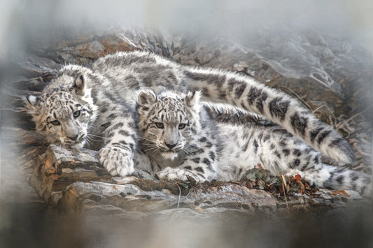 Lounging Snow Leopard Twins Fabric Panel - AWC-005C