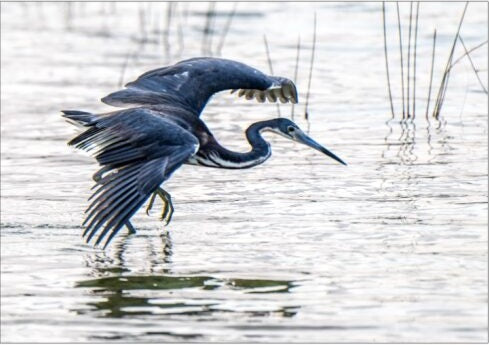 Tri-Color Heron Fabric Panel - BSB-011C