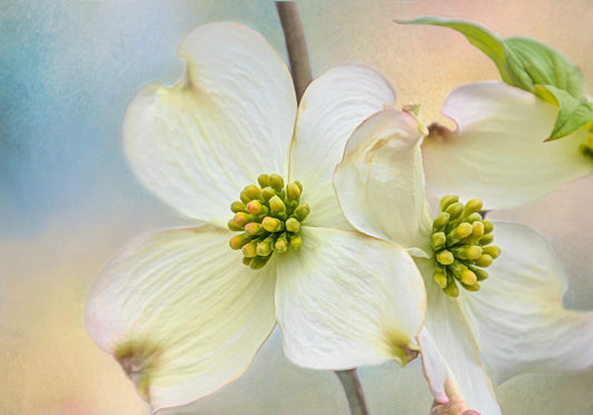 White Dogwood Closeup Fabric Panel - FLR-046C