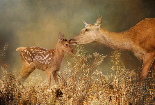 White Tail Fawn and Doe Fabric Panel - ANW-016C