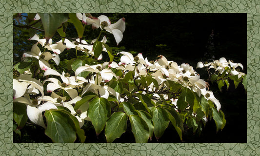 Wild Dogwood in Bloom Fabric Panel - FLR-018C