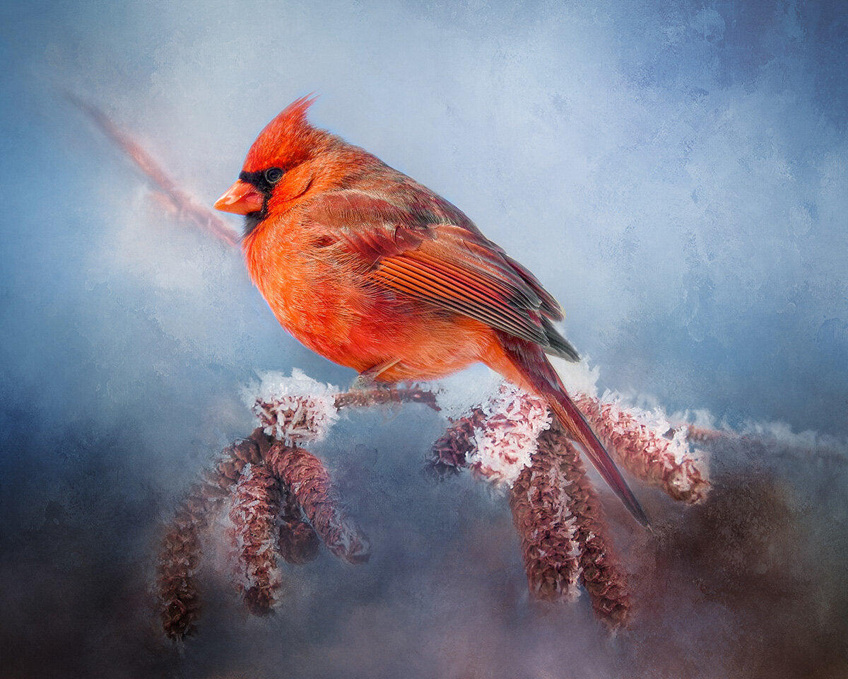Wintry Cardinal Fabric Panel - BRB-007C
