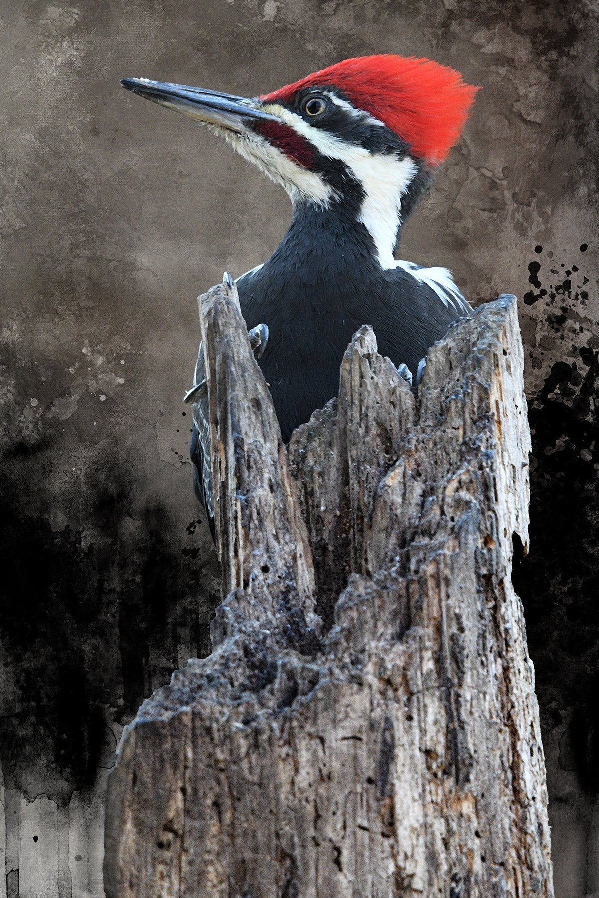 Spiky Woodpecker Fabric Panel -BRB-006C