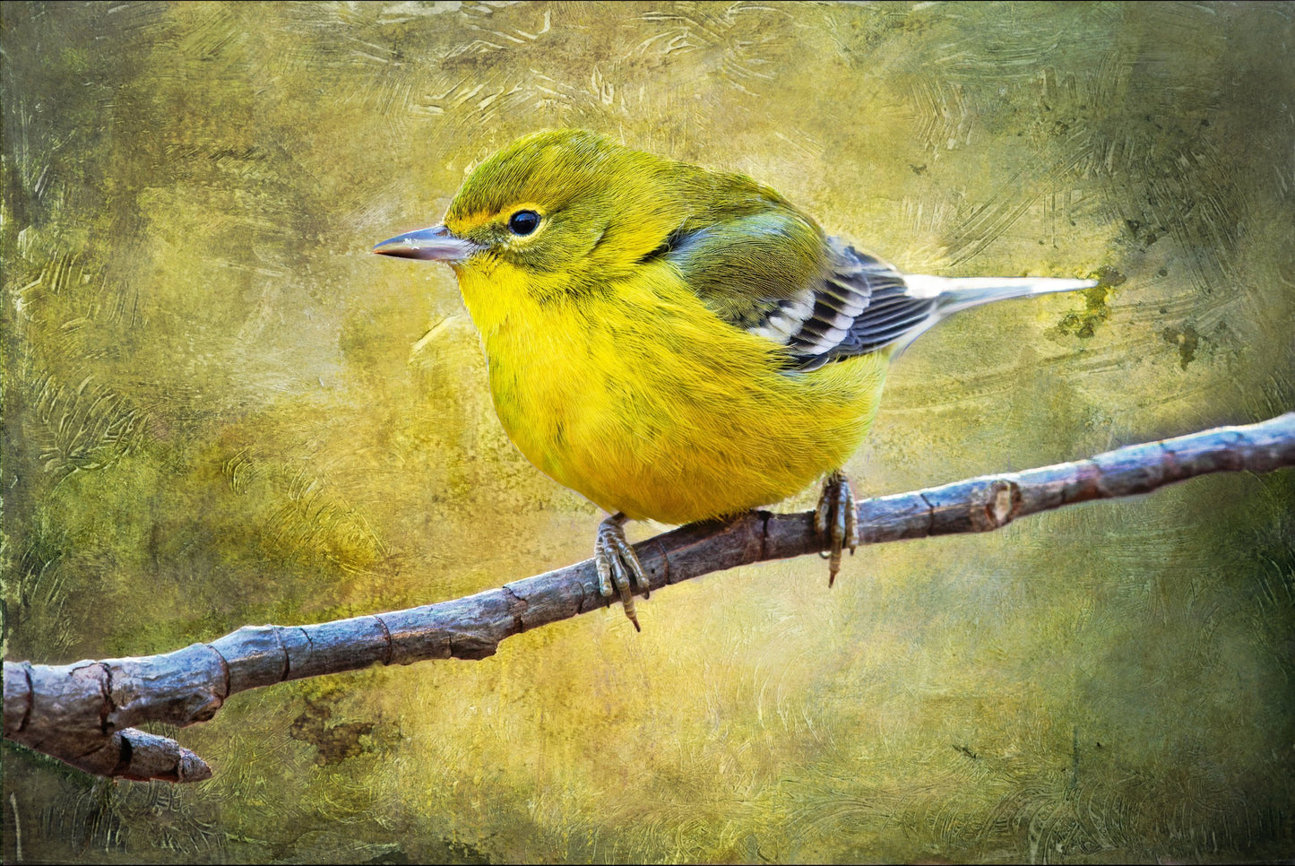 Yellow Warbler Fabric Panel - BOY-005C