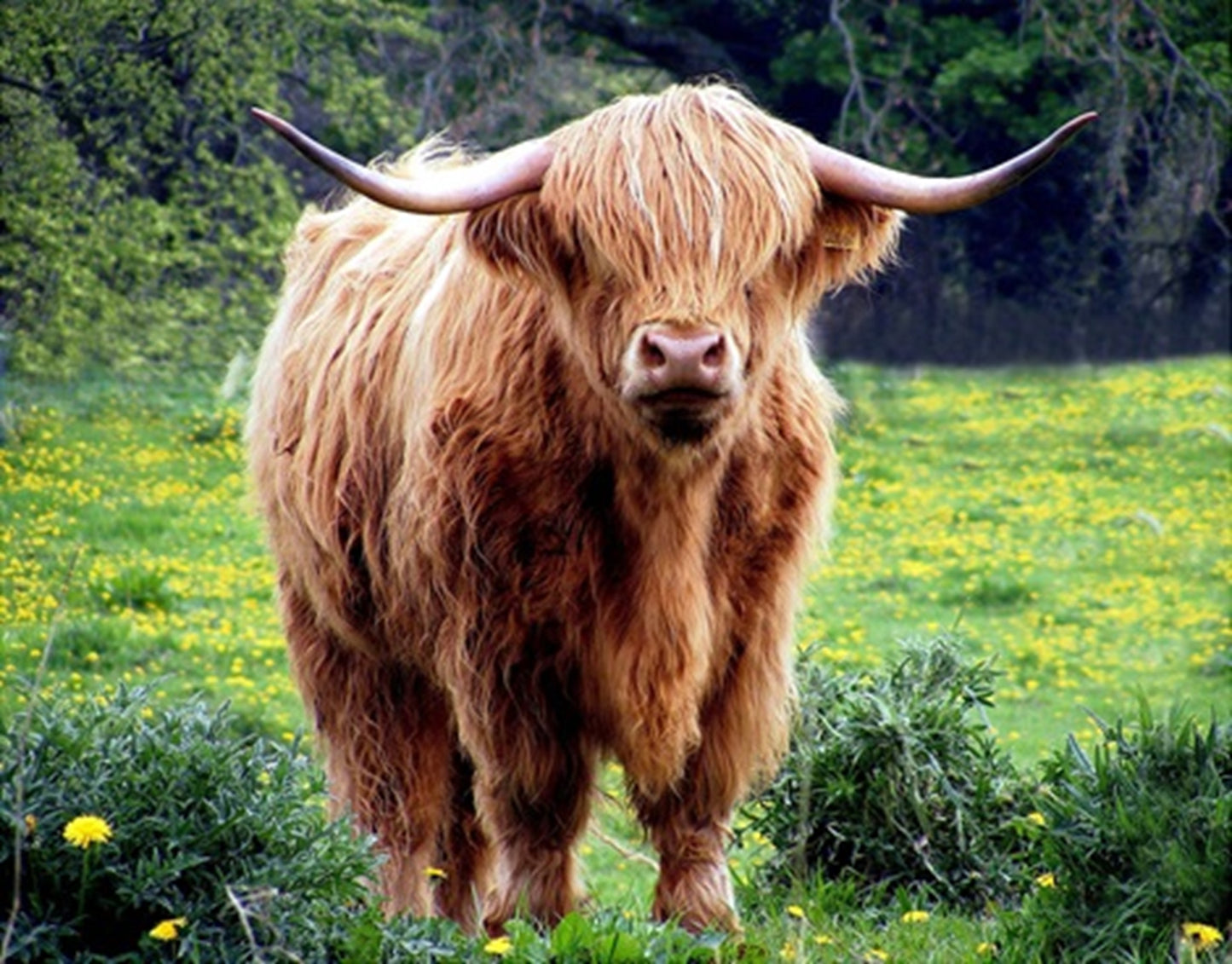 Fun Size Highland Cow in Dandelion Field Fabric Panel - FUN-001