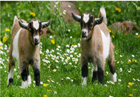 Two Baby Goats Fabric Panel - AFF-012