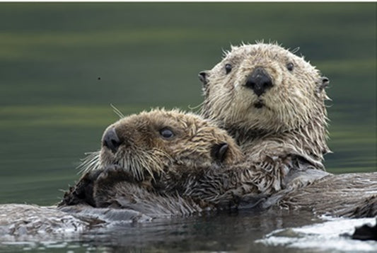 Otter Couple Fabric Panel - OCE-062C