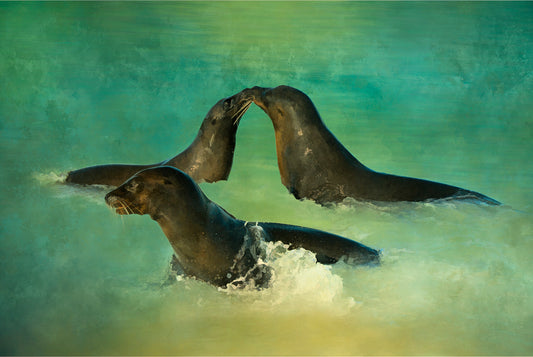 Three Playing Sea Lions Fabric Panel - OCE-006C
