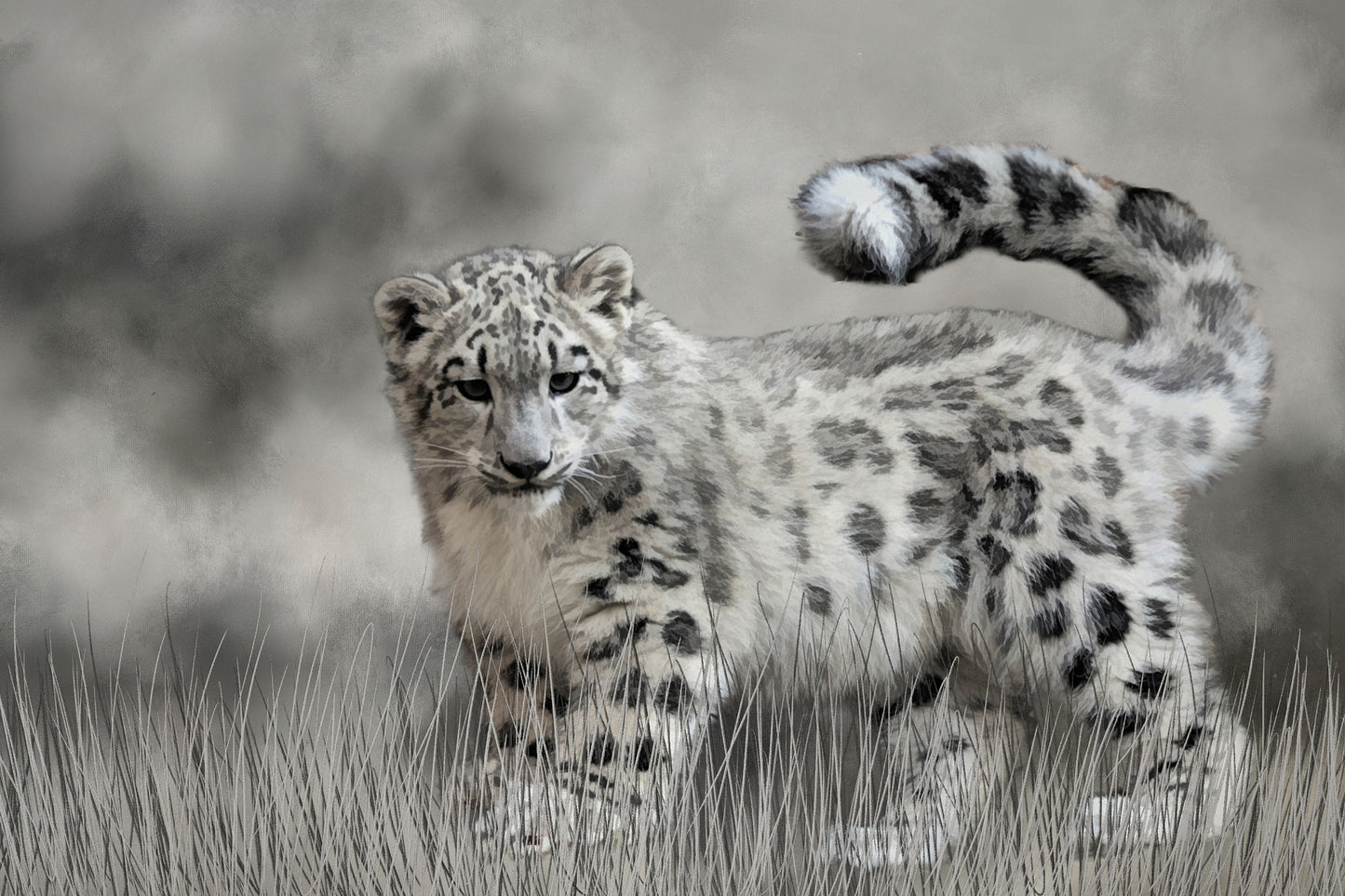 Snow Leopard Kitten Fabric Panel - AWC-014C