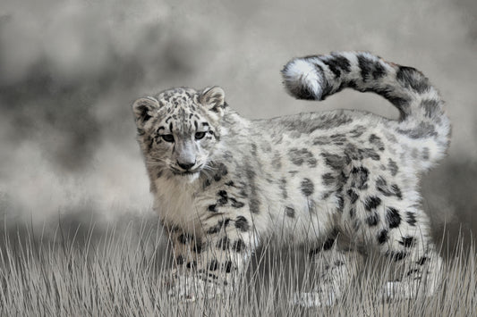 Snow Leopard Kitten Fabric Panel - AWC-014C