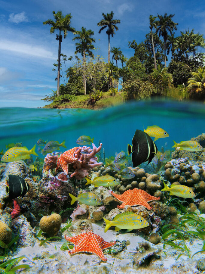 Above and Below the Surf - OCE-026C