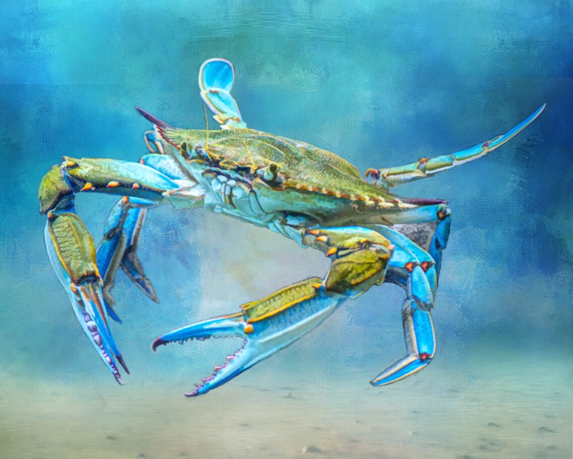 Atlantic Blue Crab Fabric Panel - OCE-019C