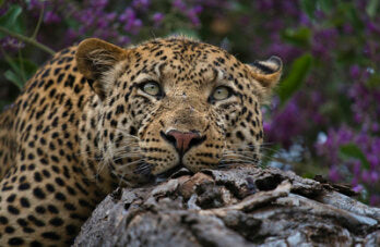 Leopard in the Rain Tree Close Up Fabric Panel - JAP-011C