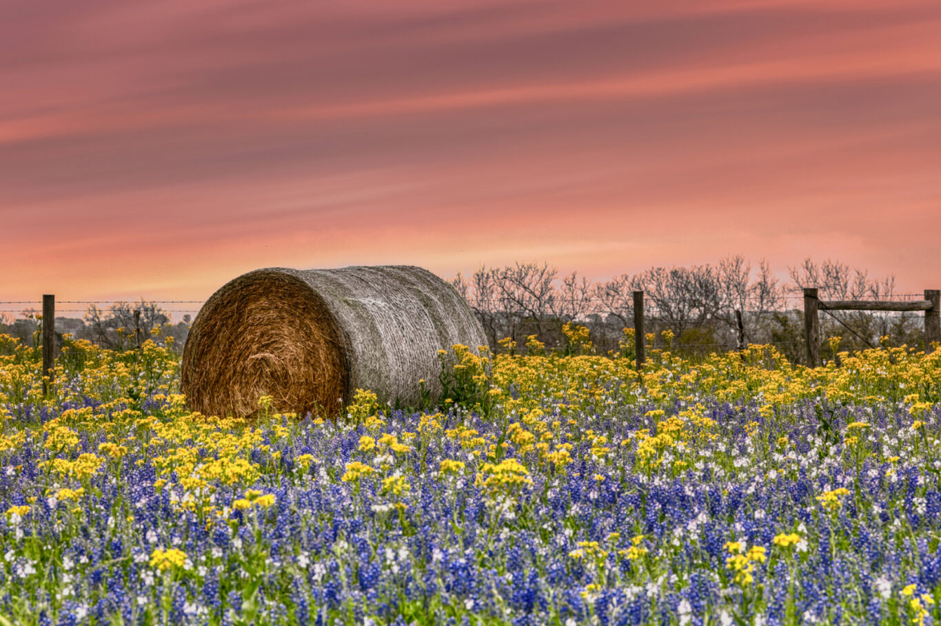 Springtime in Texas Fabric Panel - JAP-012C