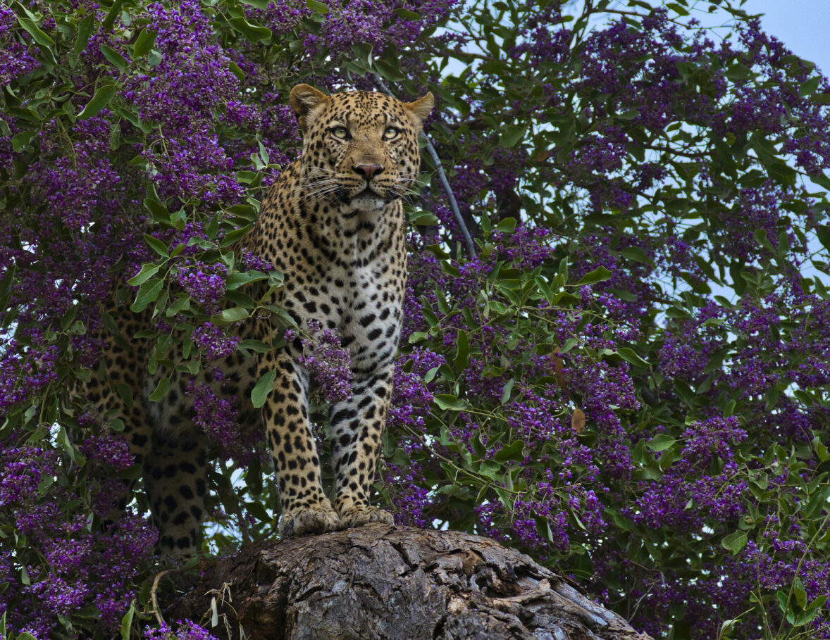 Leopard in the Rain Tree II Fabric Panel - JAP-015C