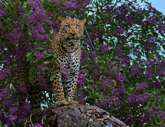 Leopard in the Rain Tree II Fabric Panel - JAP-015C