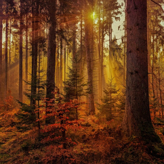 Sepia Fall Forest Fabric Panel - SFC-016C