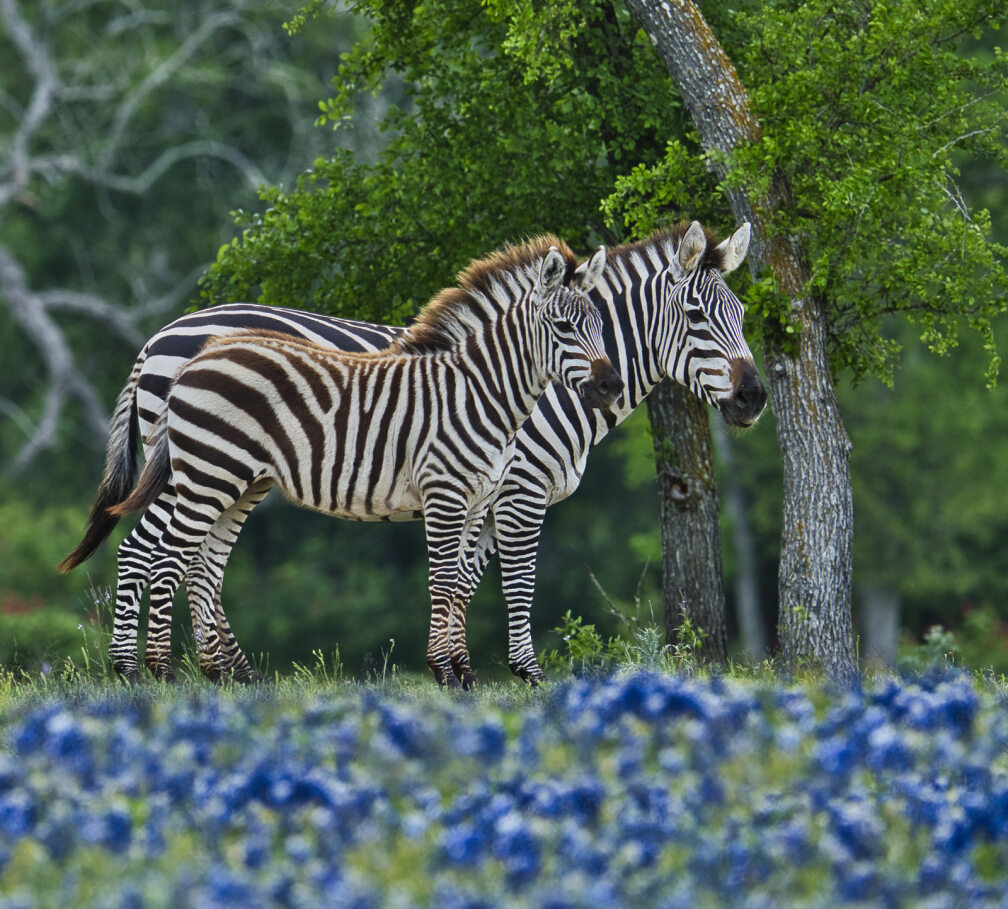 Zebras in a field of Bluebonnets Fabric Panel - JAP-016C